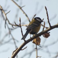 *** :: Зоя Мишина *** :: Зоя Мишина