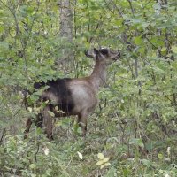 За вкусными листиками... :: Freddy 97