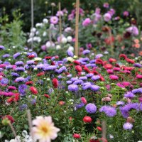 На грядке :: Татьяна Тюменка