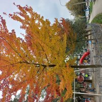 золотая пора :: Svetlana 