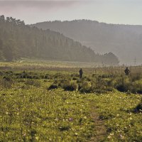 Израиль поляна цветов 2025г :: ujgcvbif 