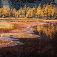 Золото на Юге :: Дмитрий Шишкин