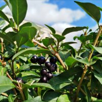 Спрятались! :: Надежда 