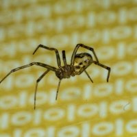 Паучок :: Владимир Иванович