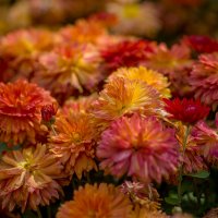 Цветы Осени... :: Sergey (Apg)