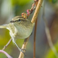 *** :: petyxov петухов