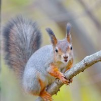 Встречая осень... :: Andrey Bragin Встречая осень... :: Andrey Bragin