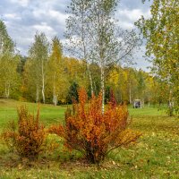 Осень в Мещерском парке :: Владимир Езеров 