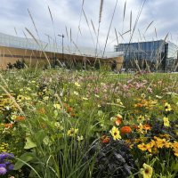 Город стекла и бетона утопает в цветах :: Серж Show