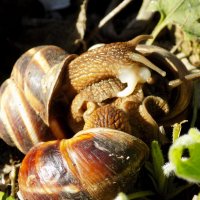 Улиткины дела :: Константин Штарк