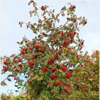 *** :: Татьяна Осипова(Deni2048)