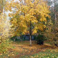 А клён ещё стоит с кудрявой головой :: Galina Solovova А клён ещё стоит с кудрявой головой :: Galina Solovova