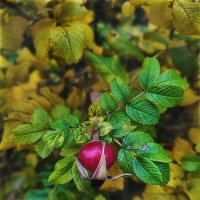 Осень :: AZ east3