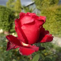 ...в осенних розах нежность увяданья... :: Галина 