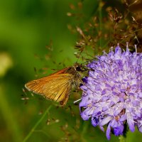 опять бабочки 4 :: Александр Прокудин