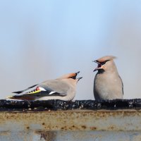 Свиристели :: Виктор Иванович Чернюк Свиристели :: Виктор Иванович Чернюк