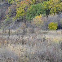 Травы к осени – будто с проседью :: Татьяна Машошина