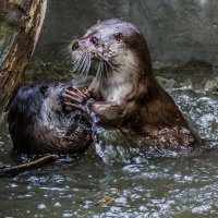 Выдра :: SanSan 