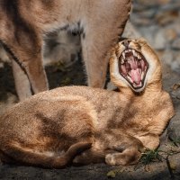 Каракал :: SanSan 