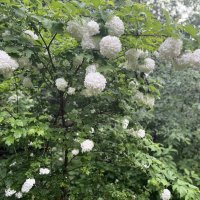 Цветет и радует Бульденеж! :: Olga Oskolkova