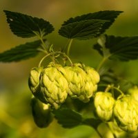 Хмель :: Игорь Сикорский