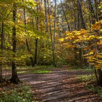 Битцевский лес :: Aleksey Afonin