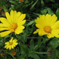 Солнышки :: Людмила Смородинская