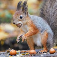 Уже в зимней шубке :: Лина 