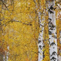 октябрь в берёзовой аллее :: Елена Шаламова октябрь в берёзовой аллее :: Елена Шаламова