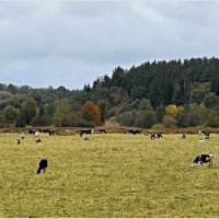 Пастбище у леса. :: Валерия Комова Пастбище у леса. :: Валерия Комова