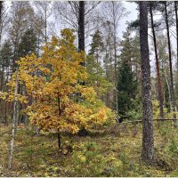 В осеннем лесу. :: Валерия Комова В осеннем лесу. :: Валерия Комова