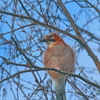 осторожная... :: Andrey Bragin 