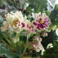 Фиалки :: Елена Семигина Фиалки :: Елена Семигина