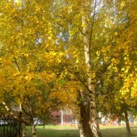 золото берез :: Елена Семигина золото берез :: Елена Семигина