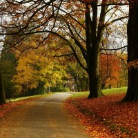 Осенняя дорожка :: Юрий. Шмаков