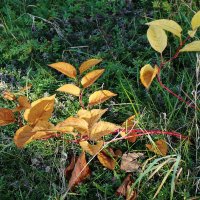 Октябрьский этюд :: Рита Симонова Октябрьский этюд :: Рита Симонова