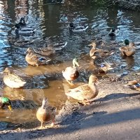 В Беличьем парке :: Виктор 