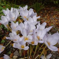 Безвременник осенний... :: Галина 