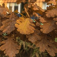 Лист дуба. :: Петр Беляков