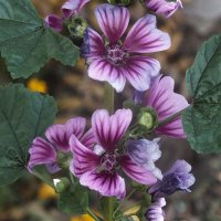 Лесная мальва :: Зоя Мишина