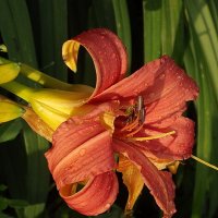 Лилейник :: Freddy 97