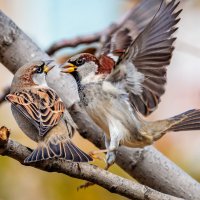 ГЛАДИАТОРЫ... :: Петр 