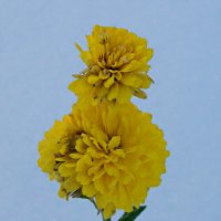 На фоне снега. :: сергей ермошкин На фоне снега. :: сергей ермошкин