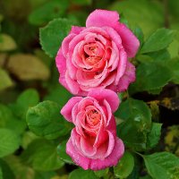 Поздние розы :: Светлана Поздние розы :: Светлана