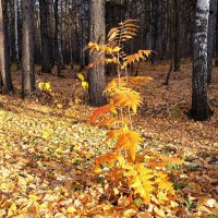 Блюз листопада :: Hope 