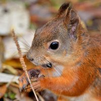 * :: Александр Зуев * :: Александр Зуев