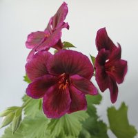 Цветёт моя герань сорта "Ромео". :: Лилия * Цветёт моя герань сорта "Ромео". :: Лилия *