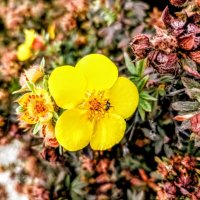 Лапчатка (чай курильский) :: Veera V