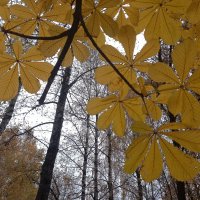 Каштан узорный :: BoxerMak Mak