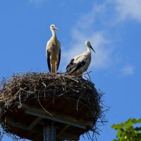 Обиделась.. :: Юрий. Шмаков